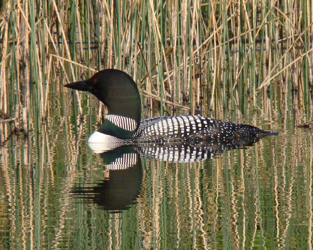 Loon Conservation Project